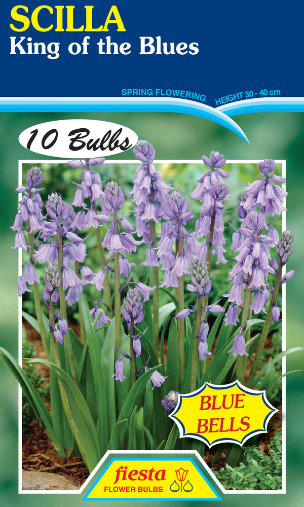 Scilla King of the Blues 10 pack