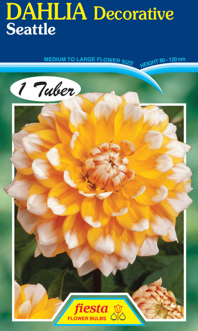 DAHLIA 'Seattle'