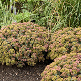 Sedum | Coral Jade