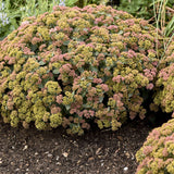 Sedum | Coral Jade