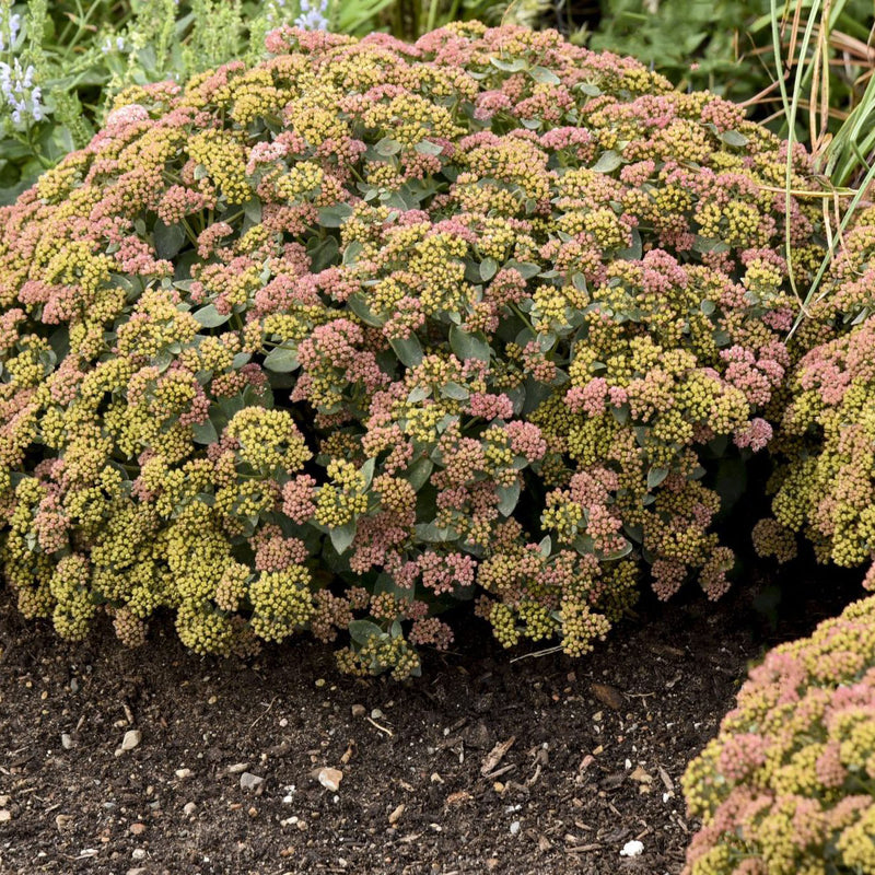 jade plant nz Sedum