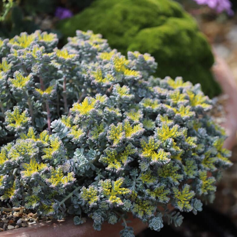 Sedum 'Cape Blanco'