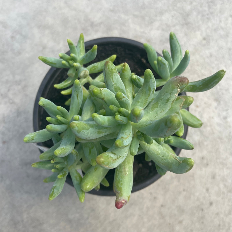 Sedum Pachyphyllum (Jelly Bean Plant)