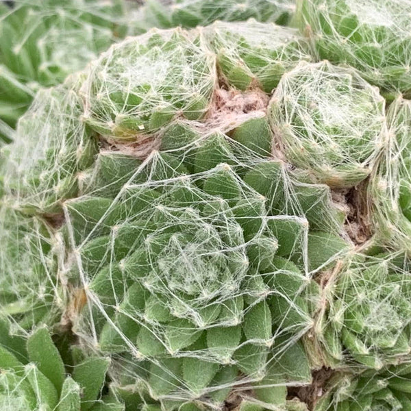 Sempervirum arachnoideum (Spiderweb Plant)