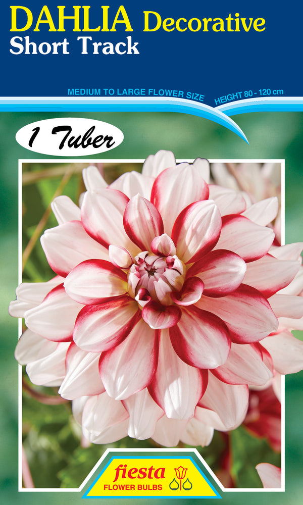 DAHLIA 'Short Track'