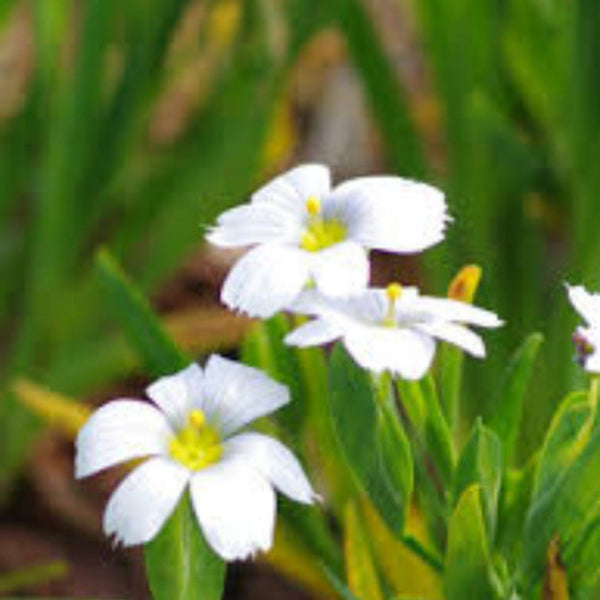 Sisyrinchium Snowbells