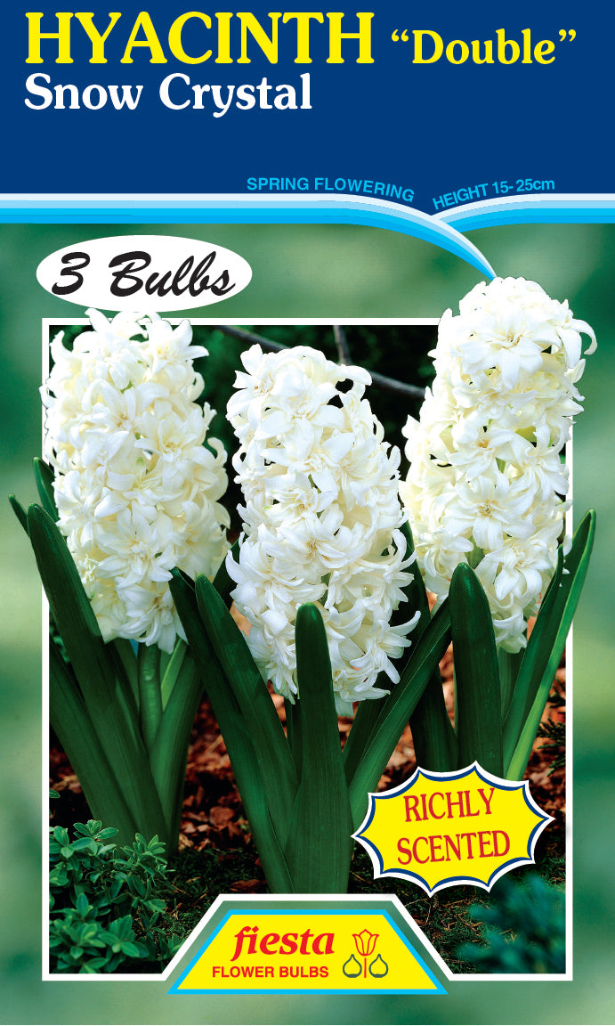 Hyacinth Double Snow Crystal