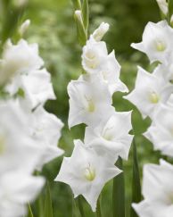 Gladioli 'Snowdon'
