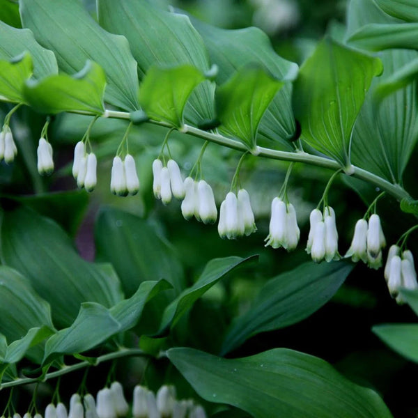 Polygonatum Odoratum | King Solomon's Seal