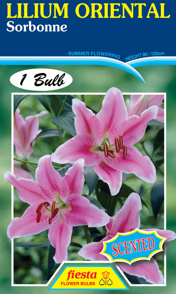 Lilium Sorbonne