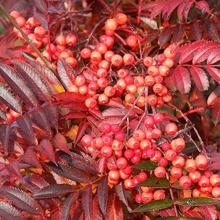Sorbus 'Eastern Promise’