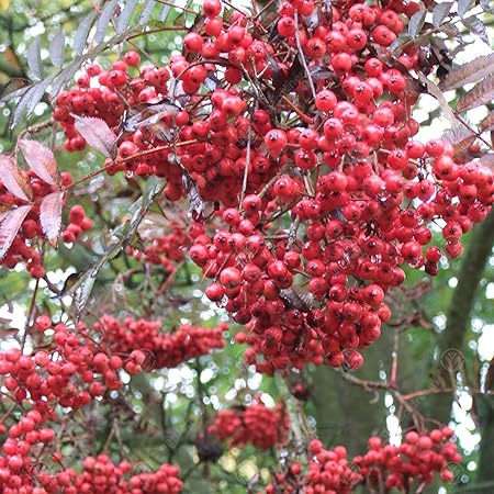 Sorbus 'Eastern Promise’
