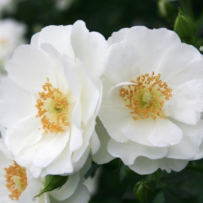 Patio Standard Rose Sparkles