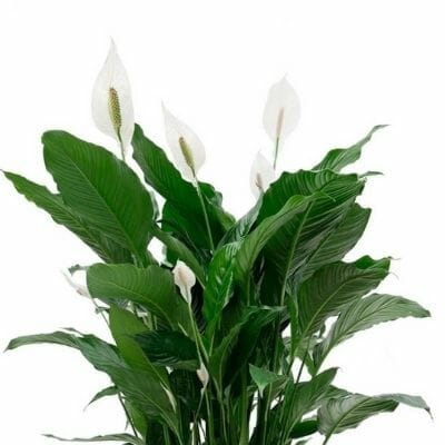 Spathiphyllum (Peace Lily)