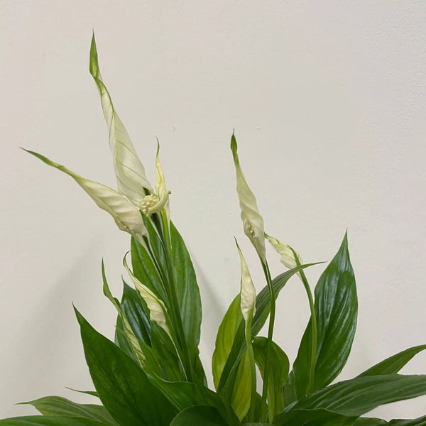 Spathiphyllum 12cm