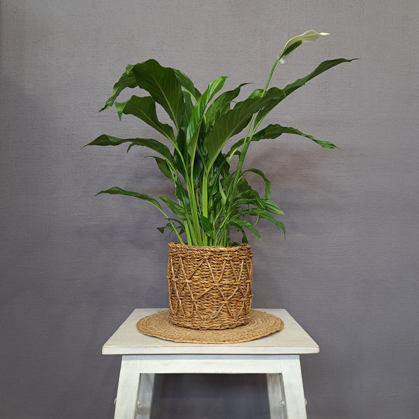 Spathiphyllum 'Cupido'