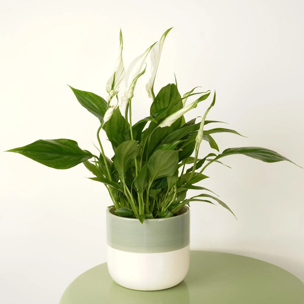 pathiphyllum 'Chopin'