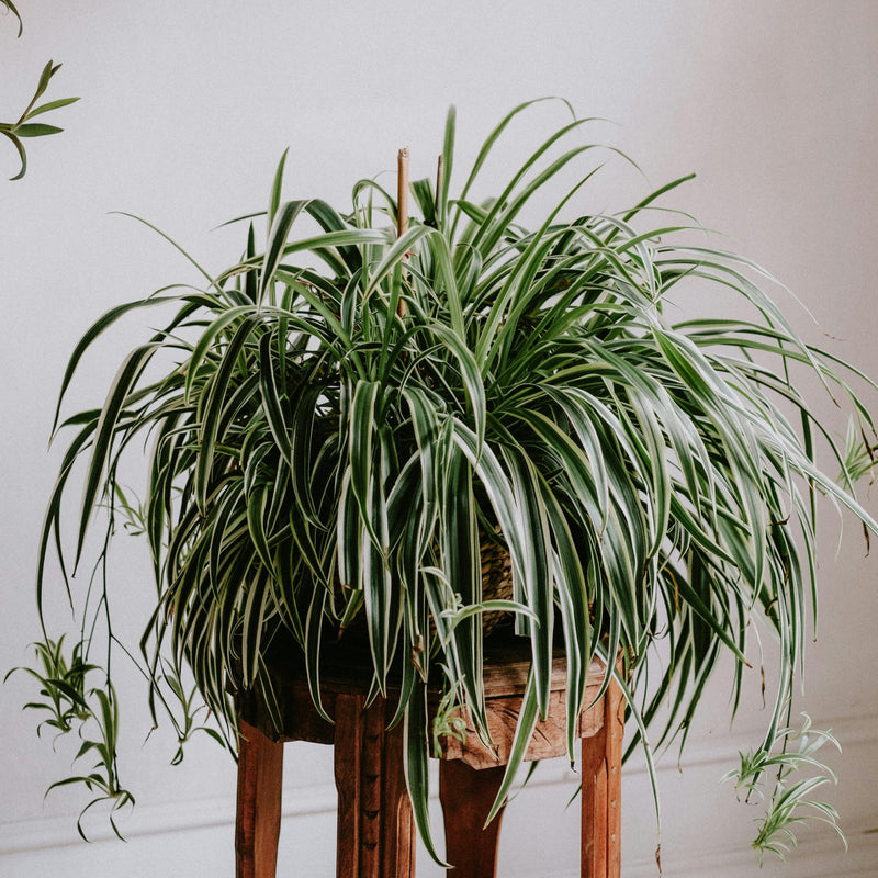 Chlorophytum comosum (Spider Plant)