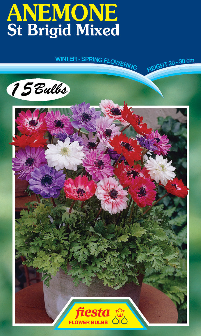 Anemone St Brigid Mix 15 pack