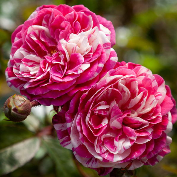 Patio Climbing Rose Stardust