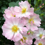 Rose STARRY SKY