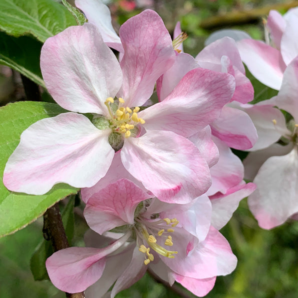 Malus ‘STRAWBERRY SWIRL’