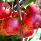 Malus ‘STRAWBERRY SWIRL’