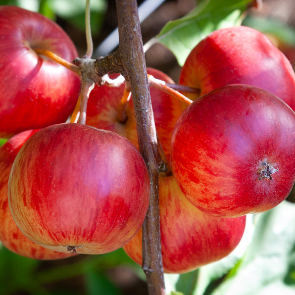 Malus ‘STRAWBERRY SWIRL’