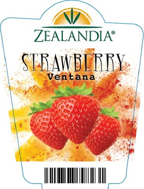 Strawberry Single Plant - Ventana