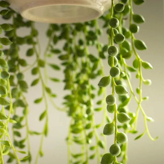 Senecio Herreanus | String of Watermelons