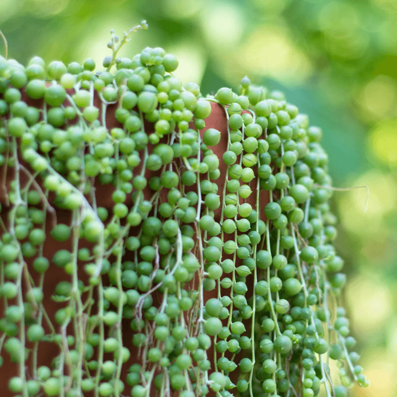 String of Pearls