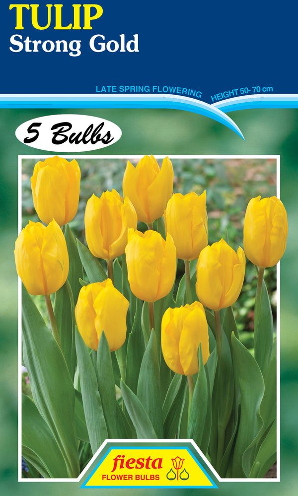 Tulip Strong Gold