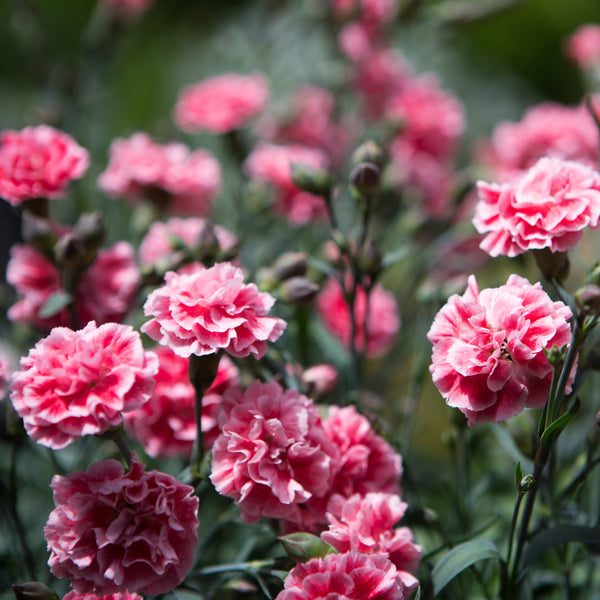 Dianthus | Sugar Plum Coral