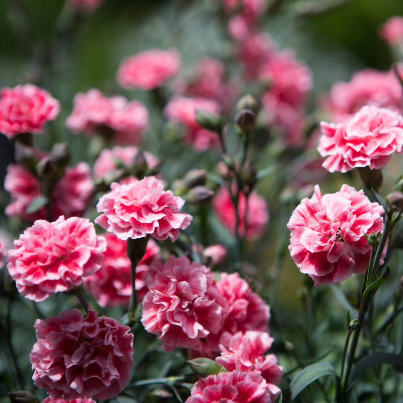 Dianthus | Sugar Plum Coral
