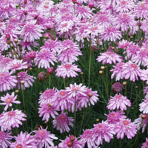 Federation Daisy Summer Stars 9cm