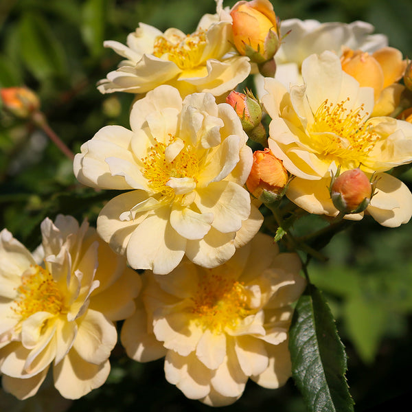 Patio Climbing Rose Sunny Siluetta