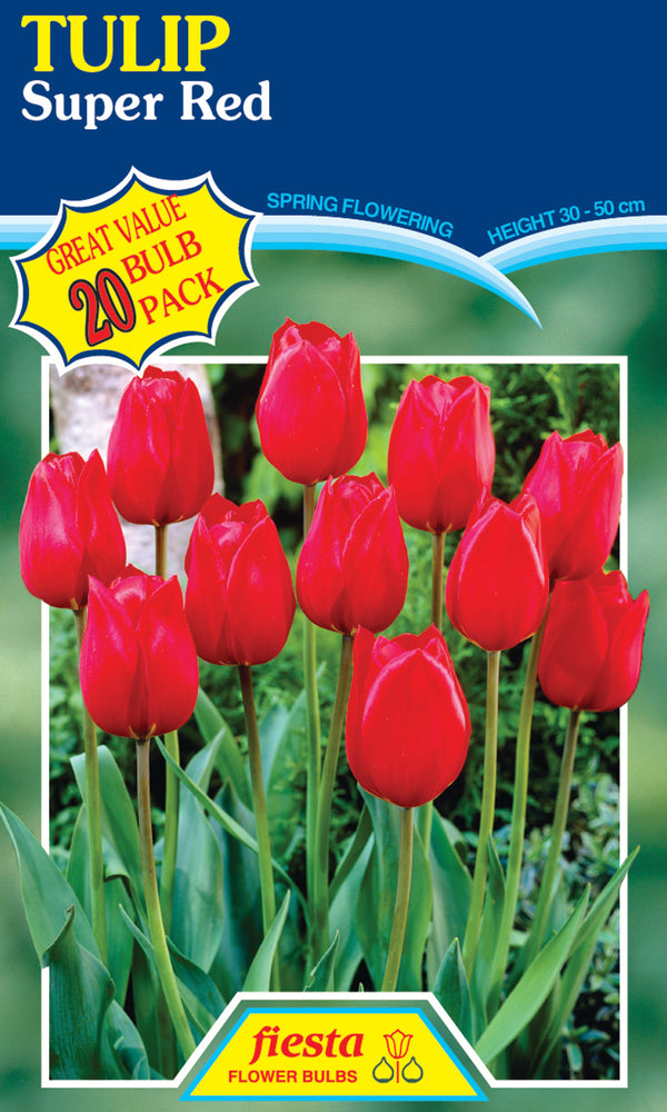 Tulip Super Red 20 pack