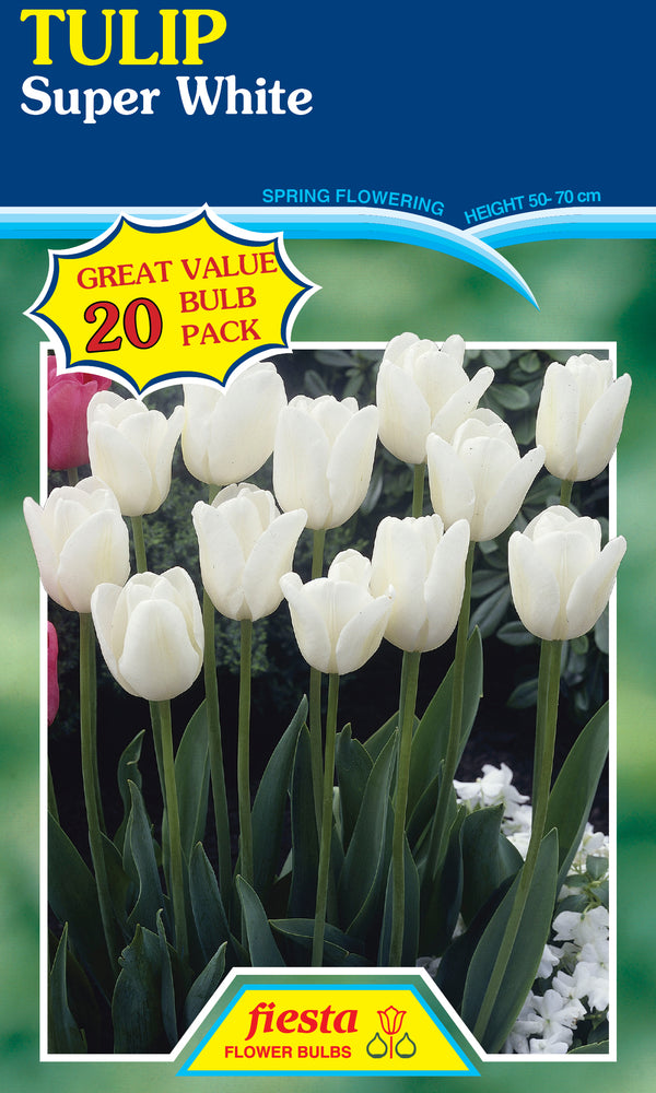 Tulip Super White 20 pack