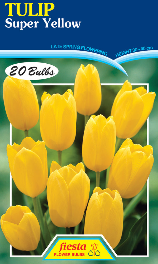 Tulip Super Yellow 20 pack