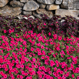 Supertunia Vista Paradise