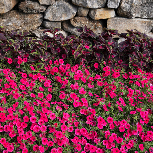 Supertunia Vista Paradise