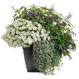 Supertunia Vista Snowdrift