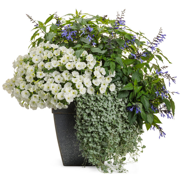 Supertunia Vista Snowdrift