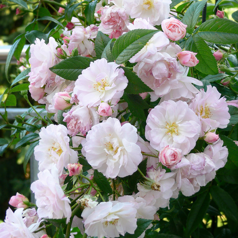 Patio Climbing Rose Sweet Siluetta