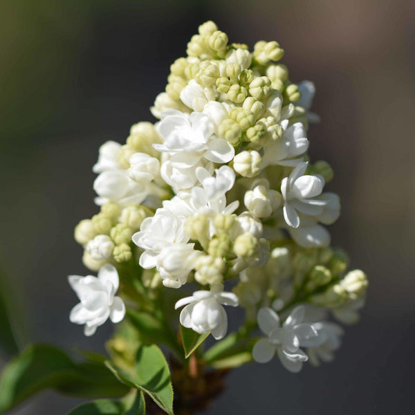 Syringa ‘Mme Lemoine’