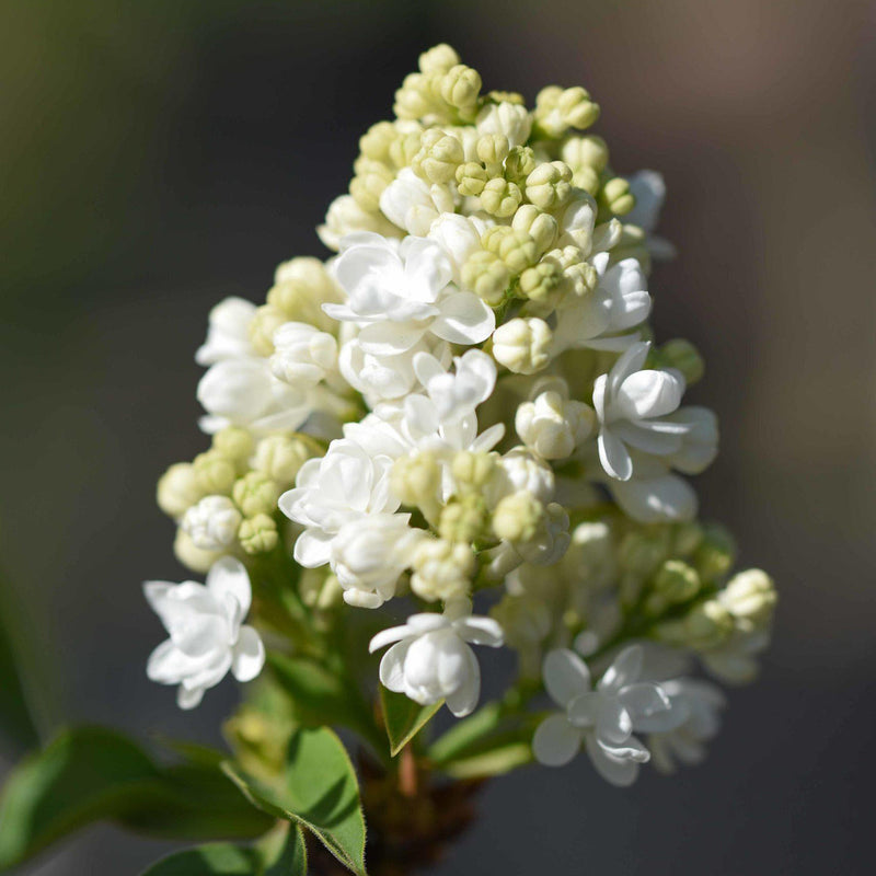 Syringa ‘Mme Lemoine’