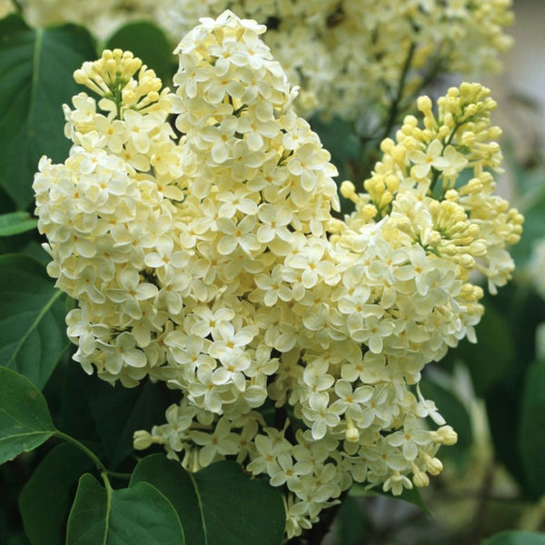 Syringa 'Primrose'
