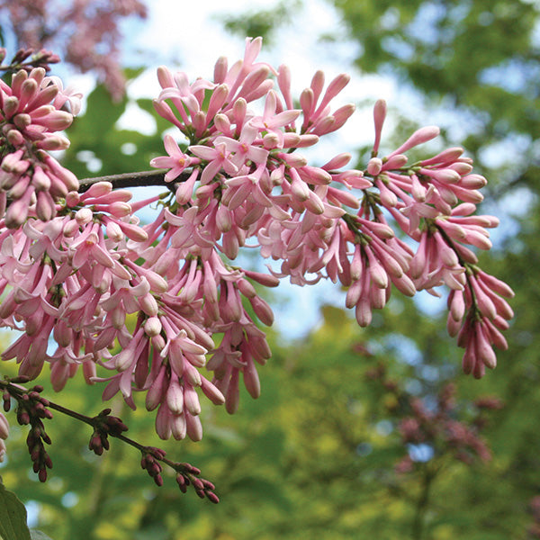 Syringa ‘Bellicent'