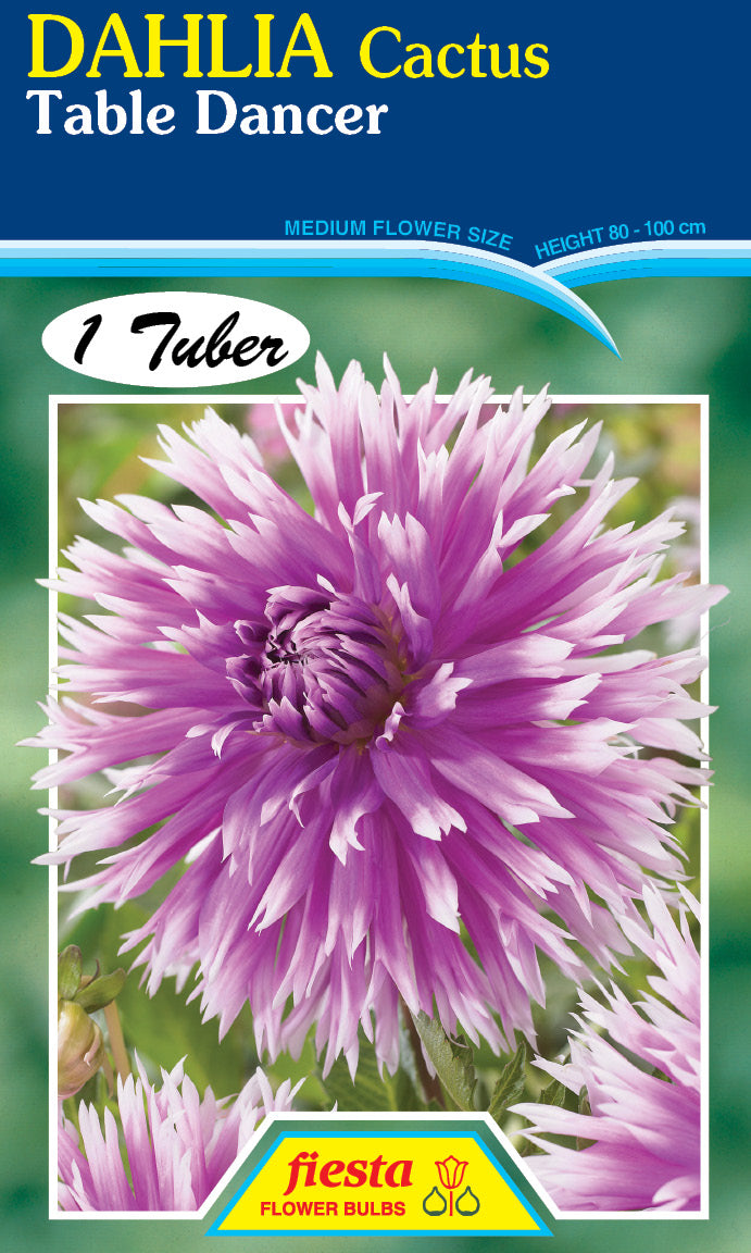 DAHLIA 'Table Dancer'