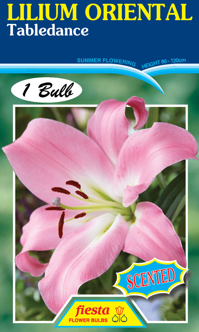 Lilium Table Dance